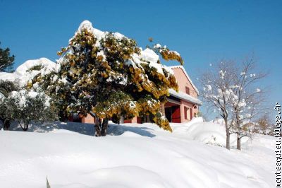 Les mimosas sous la neige